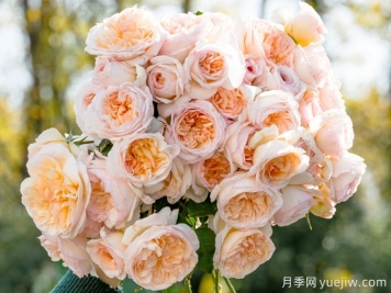 5款月季推薦！花友種過(guò)都說(shuō)好的品種