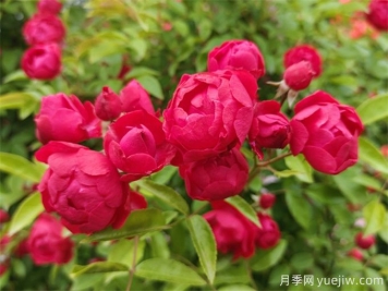 院子再小，也要養上紅木香月季！開(kāi)花量大，開(kāi)成花海！