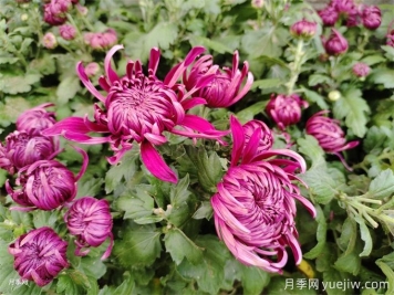 十一月開(kāi)花的花有哪些？