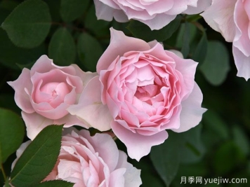 長(cháng)袍月季/露肩長(cháng)袍
