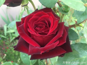 黑珍珠月季，神秘美麗的黑色玫瑰