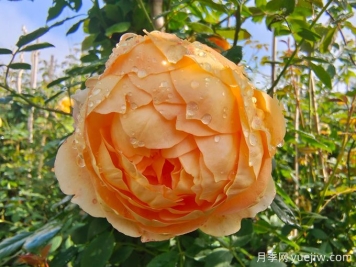 月季花宛如一幅絢麗多彩的畫(huà)卷