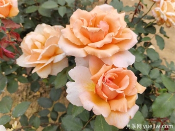 月季養殖沒(méi)那么難，給你三字經(jīng)