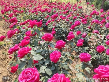 種植和管理地栽月季需要注意些什么？