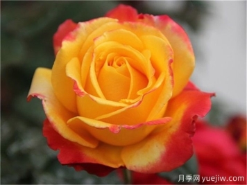 種植大花月季需要注意什么細節？