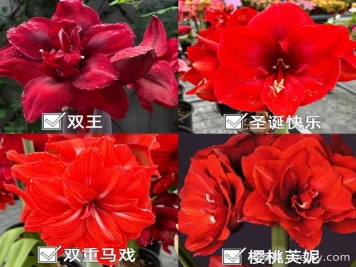 ?紅橙粉白，四大色系朱頂紅品種盤(pán)點(diǎn)