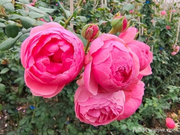 月季是每個(gè)月都開(kāi)花嗎？怎樣讓月季每個(gè)月都開(kāi)花？