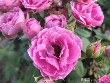 壓條繁殖后的月季枝條，為什么那么容易開(kāi)花呢？