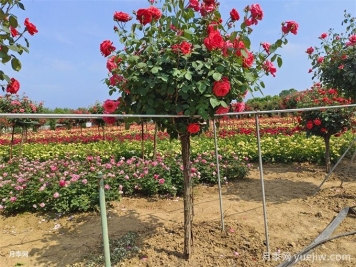 愛(ài)上一棵會(huì )開(kāi)花的樹(shù)：樹(shù)狀月季