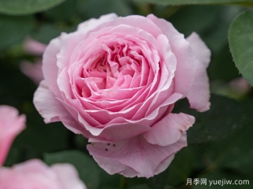 玫瑰與月季，rose中的典雅華麗