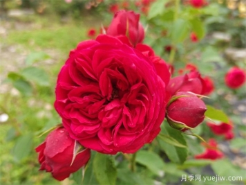 月季推薦，紅蘋(píng)果