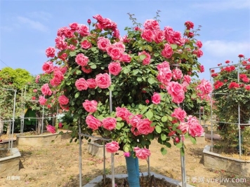 樹(shù)狀月季開(kāi)花少的6個(gè)原因分析