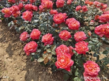 月季花的花期是什么時(shí)候？想要開(kāi)花要滿(mǎn)足哪些條件？