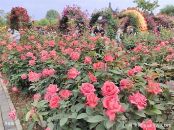 園林康養設計原則和園林植物品種搭配技巧