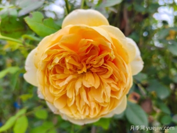 黃金慶典月季，分枝多花量大，香氣濃郁花期長(cháng)