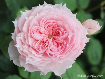 莫妮卡戴維月季，花美香濃、復花快、抗病性強