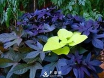 5種綠化帶常見(jiàn)的植物，盆栽觀(guān)賞好養