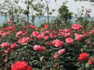 從污染大鎮到月季艾草之鄉，南陽(yáng)蒲山鎮華麗轉身