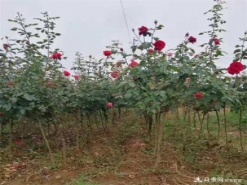 1公分小高桿月季樹(shù)棒棒糖月季一級價(jià)格