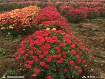 月季之鄉，漫步南陽(yáng)市石橋鎮細嗅花香飄九州