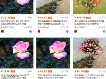 從淘寶南陽(yáng)月季看農業(yè)電商
