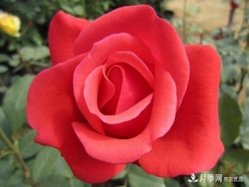 緋扇月季（Hiogi）推薦