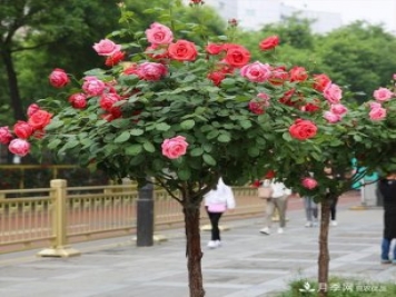 看一眼就懂了，南陽(yáng)樹(shù)狀月季的簡(jiǎn)單養法