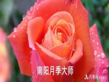 南陽(yáng)市首批13名南陽(yáng)月季大師名單都有誰(shuí)？