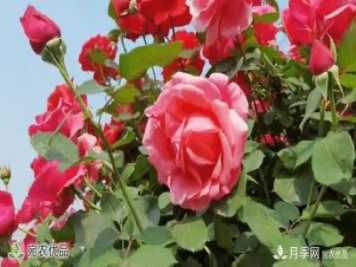 月季之鄉美不勝收！南陽(yáng)月季景觀(guān)路觀(guān)賞指南，請收好！