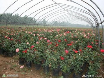 盆花月季盆栽月季南陽(yáng)種植基地批發(fā)報價(jià)