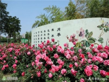 南陽(yáng)市:從南陽(yáng)月季看農業(yè)電商發(fā)展