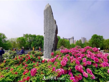 山東三大花都盛產(chǎn)牡丹、月季、玫瑰，看看是哪里？