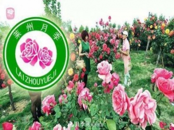 山東有三座城市以花聞名，除了菏澤牡丹平陰玫瑰，還有萊州月季之都