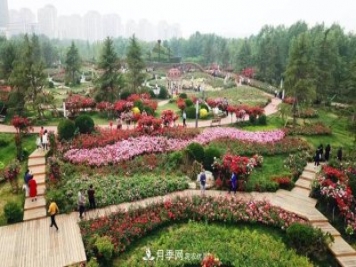 提升月季景觀(guān)，月季補植為河北廊坊城區綠化“錦上添花”