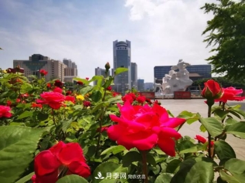 太原種植百萬(wàn)株月季花卉，打造玫瑰浪漫之都
