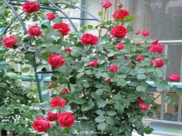 如何用紅龍月季培育原生月季樹(shù)？