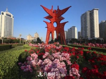 商丘市花月季爭相盛放，增艷商丘市容