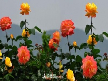 精選十首贊美月季花的古詩(shī)詞，夢(mèng)回唐宋看月季花開(kāi)！
