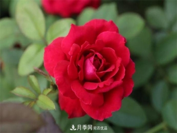 月季夫人蔣恩鈿，是她把月季花種到了人民大會(huì )堂