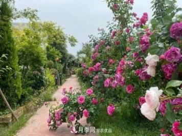月季爆紅朋友圈！浙江這個(gè)80后男人擁有自己的夢(mèng)幻花園