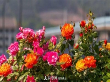 205萬(wàn)株月季全城盛放！貫穿杭州的空中花廊你走過(guò)嗎？