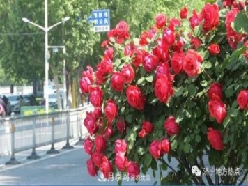 山東濟寧街頭月季花開(kāi)正艷 芳香怡人