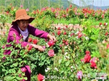 山東淄博沂源60畝月季花競放，美麗產(chǎn)業(yè)助推特色鄉村旅游