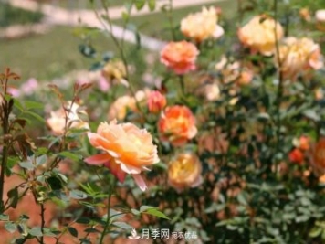 萬(wàn)紫千紅！湖南益陽(yáng)安化“茶鄉花?！痹录臼㈤_(kāi)