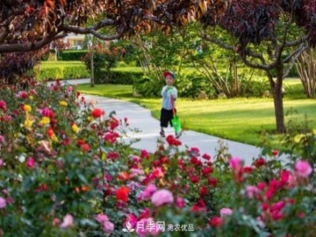 冉冉初夏，河北秦皇島十余處月季花海等你邂逅！