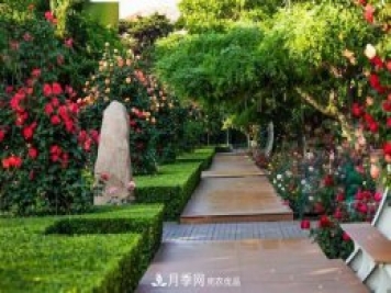秦皇島適合養月季花，市花和市樹(shù)是什么