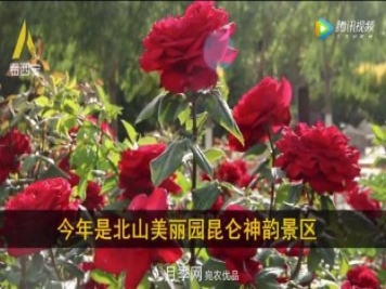 青海西寧第七屆月季展，北山美麗園20多萬(wàn)株月季盛開(kāi)！