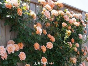 廣東種月季，首選這15個(gè)品種，一年花開(kāi)10個(gè)月！