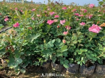 南陽(yáng)樹(shù)狀月季，大花月季，基地直銷(xiāo)，貨源充足，推薦南陽(yáng)月季