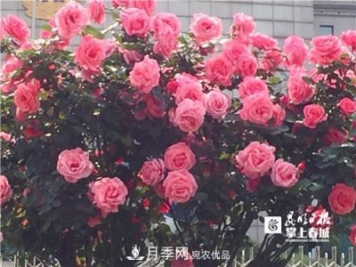 樹(shù)狀月季很養眼，云南昆明上萬(wàn)株高稈月季熱情綻放